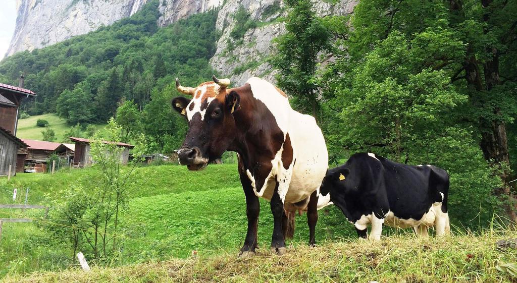 Camping Jungfrau Лаутербрунен Екстериор снимка