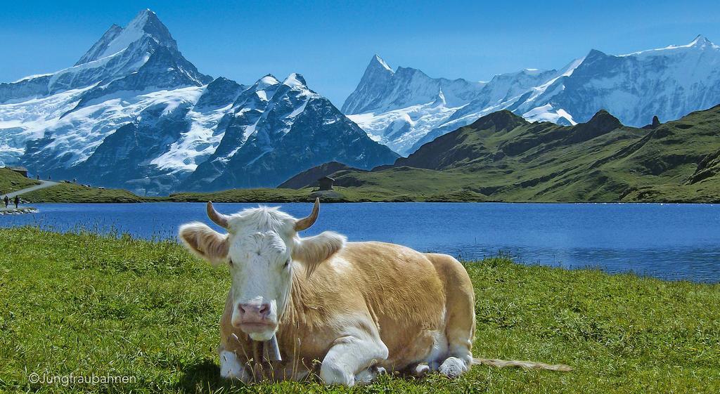 Camping Jungfrau Лаутербрунен Екстериор снимка